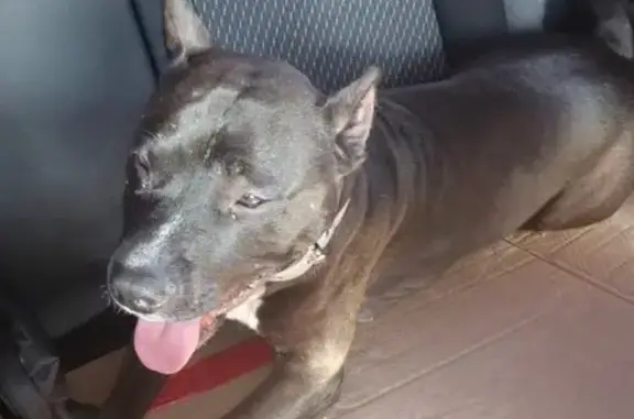 Найдена собака, Новороссийск, фото: Найдена собака, ул. Советов 2/6, Новороссийск