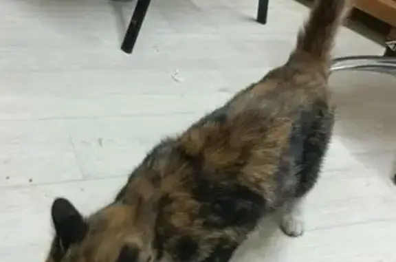 Кошки потеряшки, Томск, фото: Потеряшка кошка, 3-я Заречная 37, Томск