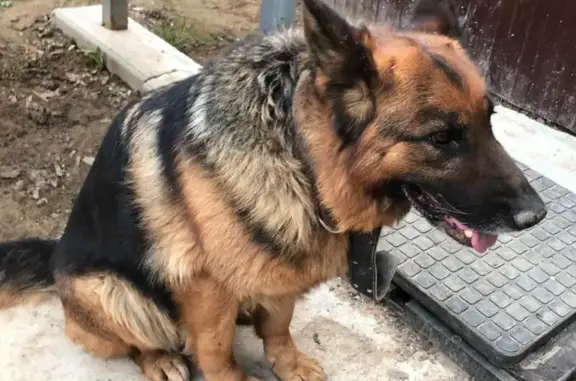 Пропала собака на Зрелищной, Ростов-на-Дону