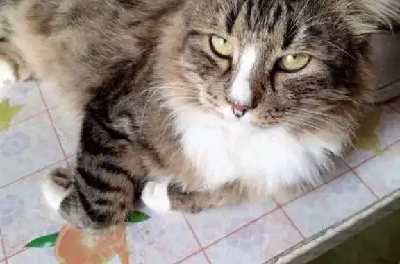 Пропала кошка, Железнодорожная ул., Сухиничи