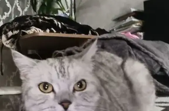 Пропала кошка, Эгерский бульвар, 12