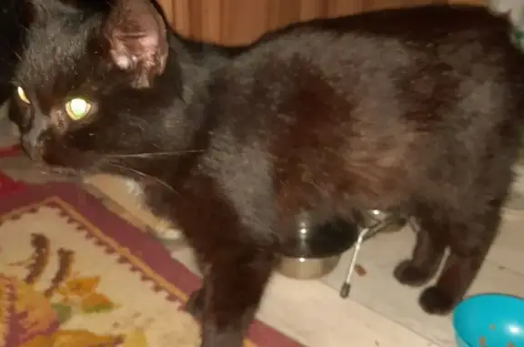 Найдена кошка, Тавда, фото: Кошка без хвоста, Свердлова 83Д, Тавда