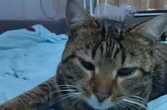 Найдена кошка, , фото: Кошка найдена: ул. 9 Января, Ижевск