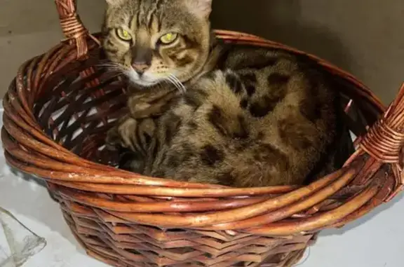 Пропала кошка, 104, Московская область