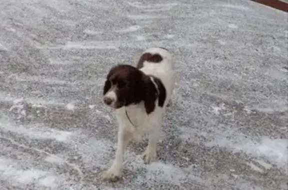 Собака найдена: пр. Дружбы 33, Новокузнецк