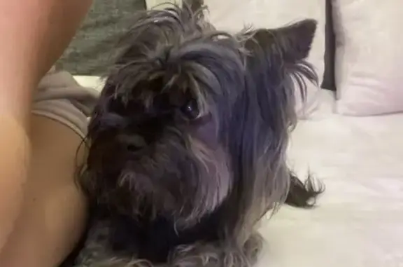 Найдена собака, Подольск, фото: Найдена собака, Подольск, Комсомольская 38