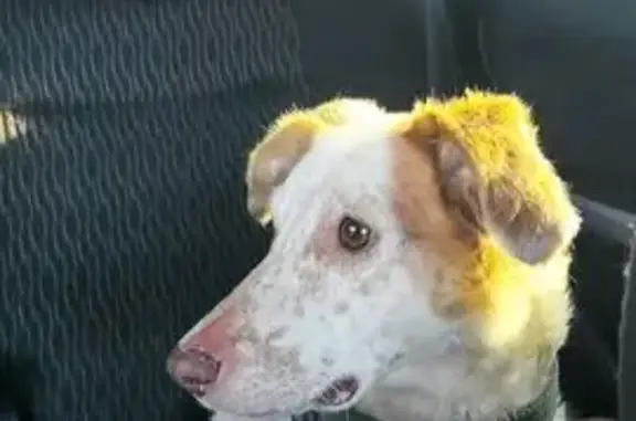 Пропала собака Мира в Дзержинском районе