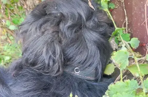 Найдена собака, Кулебаки, фото: Собака найдена: ул. Восстания, 40, Кулебаки