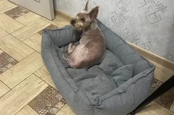 Собаки потеряшки, Петропавловск-Камчатский, фото: Потеряшка собака, Океанская 102, Петропавловск