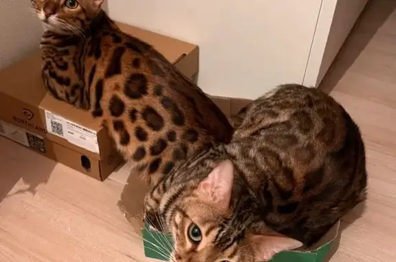 Кошки потеряшки, Екатеринбург, фото: Потеряшкаи бенгальские коты, Екатеринбург, ул. Симферопольская