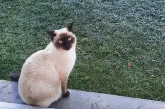 Пропала сиамская кошка, Кедровая 16