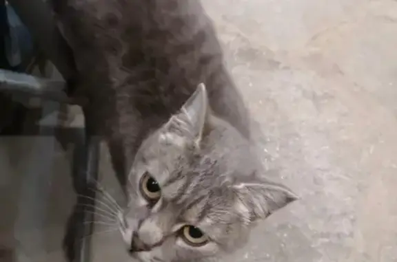 Кошка найдена: Федеральная ул., Червишевское