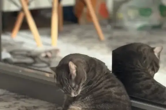 Пропала кошка, Лесопильная 66, Калининград