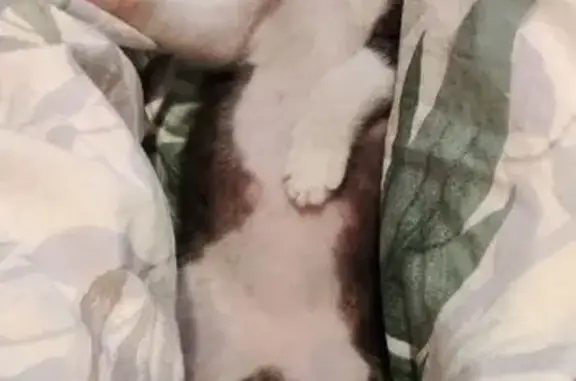 Пропал котёнок, ул. Чкалова, 20, Рязань