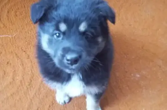 Найдена собака, Стерлитамак, фото: Щенок найден: ул. Остров Свободы, 13А