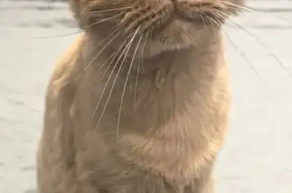 Найдена кошка, Иваново, фото: Найден рыжий котик, 15-й проезд, 4 лит3