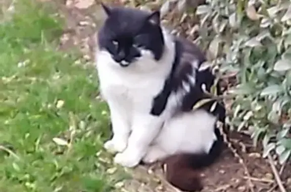 Найдена кошка, Ростов-на-Дону, фото: Кот найден, ул. Дундича 61, Ростов-на-Дону