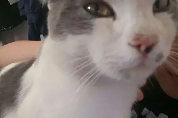 Объявления о пропавших и найденных животных, Горно-Алтайск, фото: Пропала кошка, Чкалова, Горно-Алтайск