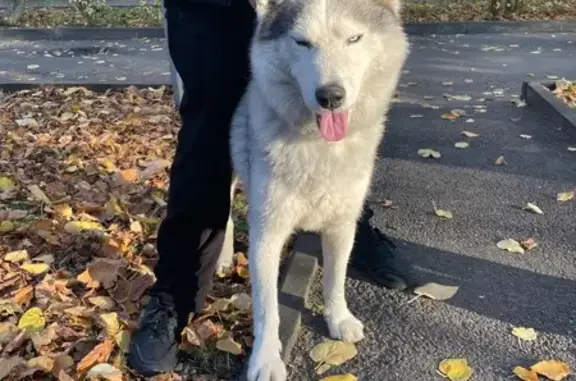Хаски найден на ул. Мира, 147, Ставрополь
