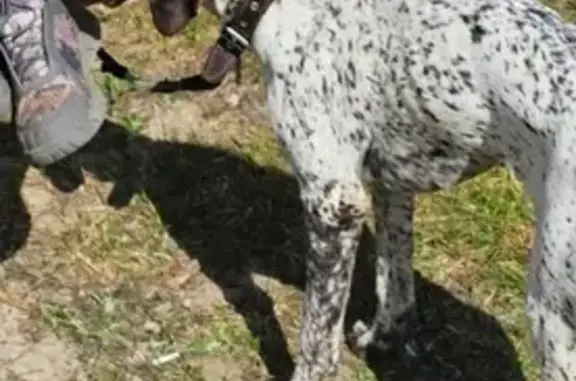 Собаки потеряшки, , фото: Потеряшка собака, Славянский пр., 3, Рязань