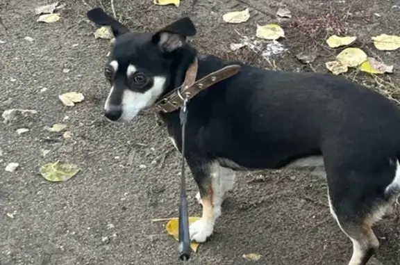 Найдена собака, Саратов, фото: Найдена собака, Большая Садовая 2, Саратов