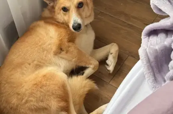 Пропала собака в Голубино, 46Н-01543