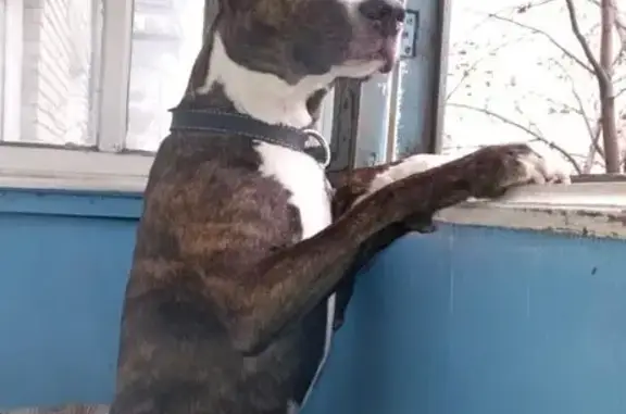 Пропала собака, ул. Кулагина 17, Барнаул