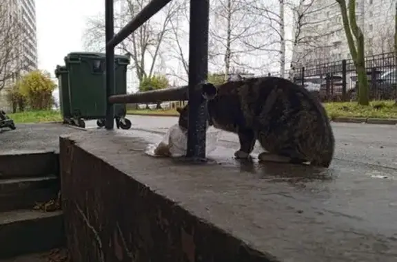 Найдена кошка, Новосаратовка, фото: Кошка найдена: Новосаратовка, 41К-078