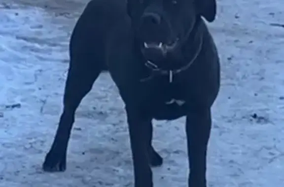 Пропала собака в Волгограде, Кировский район