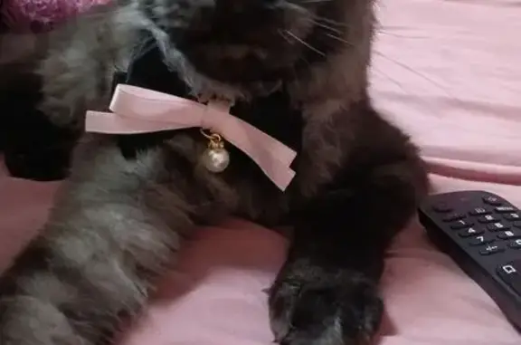 Кошки потеряшки, Ставрополь, фото: Потеряшка кошка, Биологическая 6, Ставрополь