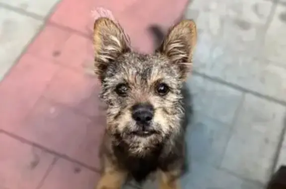 Пропала собака, Садовая ул., Покрово-Пригородное