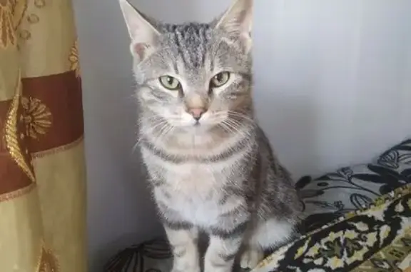 Объявления о пропавших и найденных животных, Свободный, фото: Пропала кошка, ул. Ситникова, 31