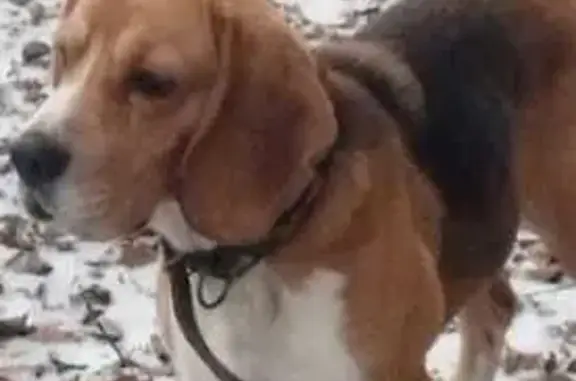 Найдена собака, Мирный, фото: Бело-рыжий пес найден, ул. Мира, 8