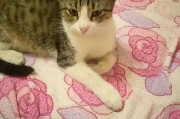 Пропала кошка, Ростов-на-Дону