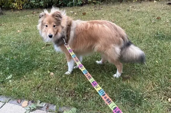 Собаки потеряшки, Москва, фото: Потеряшка щенок Шелти, Ильменский проезд