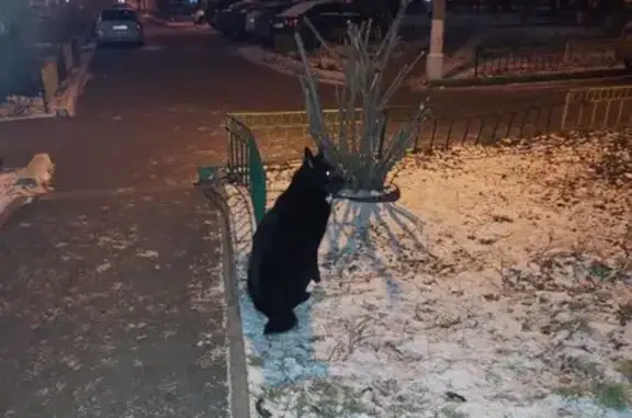 Собака найдена: Ферганская ул., 5, Красноярск