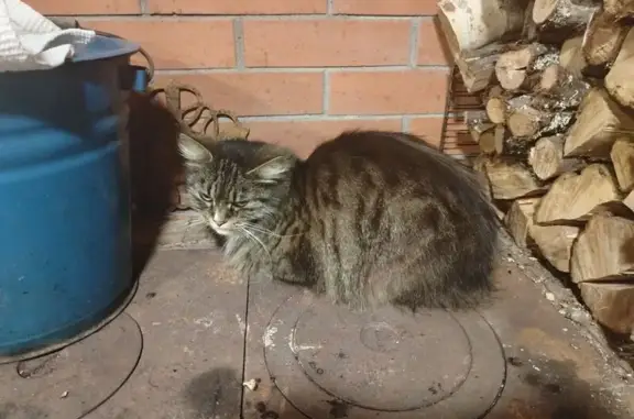 Пропала кошка, Ленинский пр. 125 к3 СПб