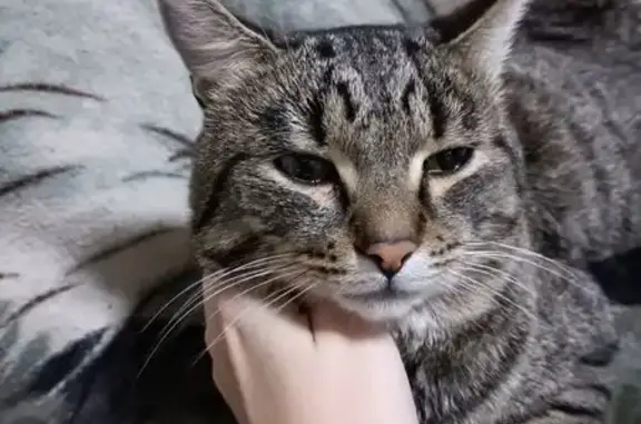 Найдена кошка, Томск, фото: Кошка найдена, ул. Обручева, 14, Томск