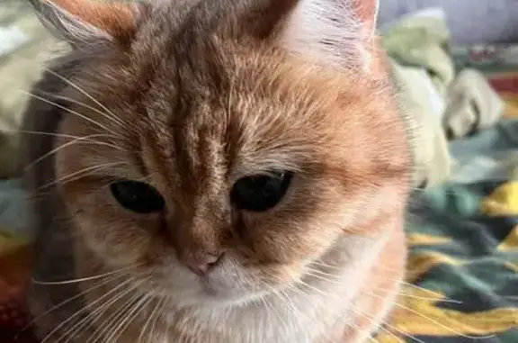 Кошки потеряшки, Череповец, фото: Потеряшка кошка, Усадебная 38, Череповец