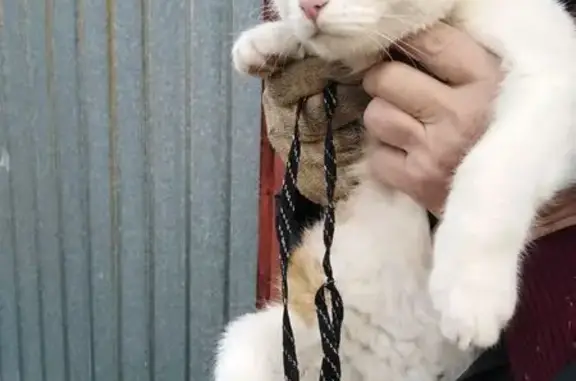 Кошка найдена: Раздольная 1, Оренбург