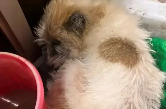 Найдена собака, Уфа, ул. Ленина