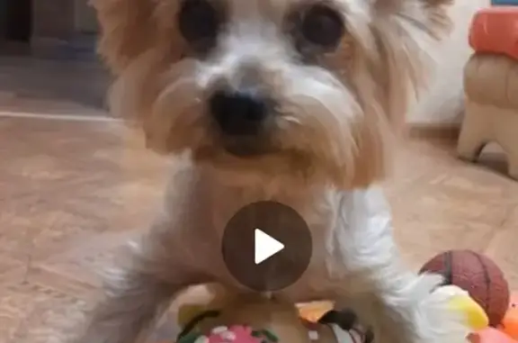 Собаки потеряшки, Красноярск, фото: Потеряшка собака, Амурская ул., Красноярск