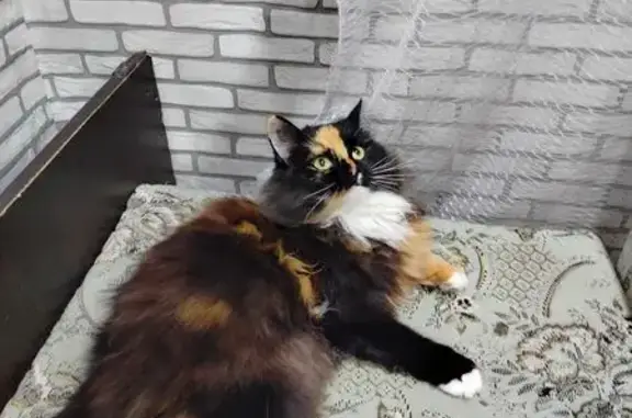 Пропала кошка, Гагарина 54, Кропоткин