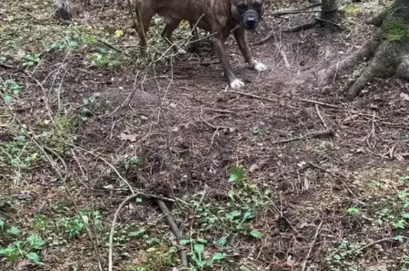 Найдена собака, Московская область, фото: Собака найдена в лесу, Апрелевка МО