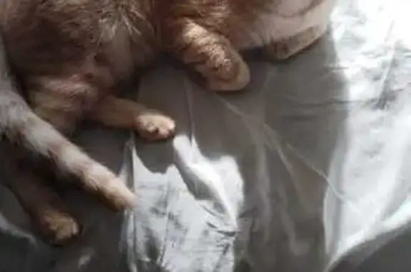 Пропал рыжий котик, Бельмесёво, Алтай 