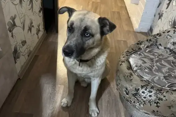 Потерянные животные Пенза, фото: Пропала собака Сокол на ул. Кривозерье, 143