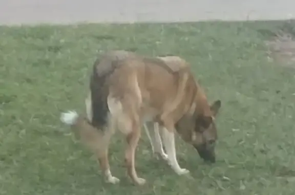 Собака найдена, ул. Проф. Баранова, Калининград