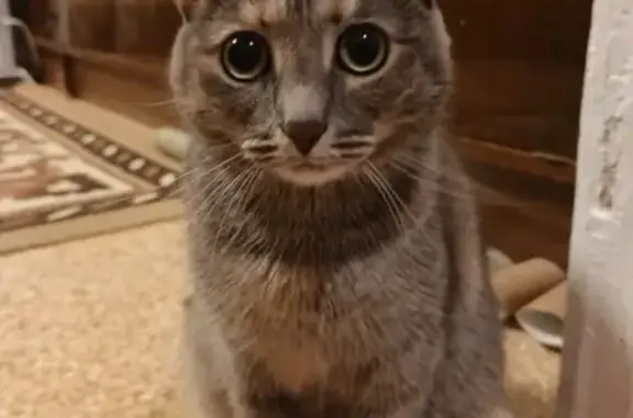 Пропала кошка на Побежимова, 55, Казань