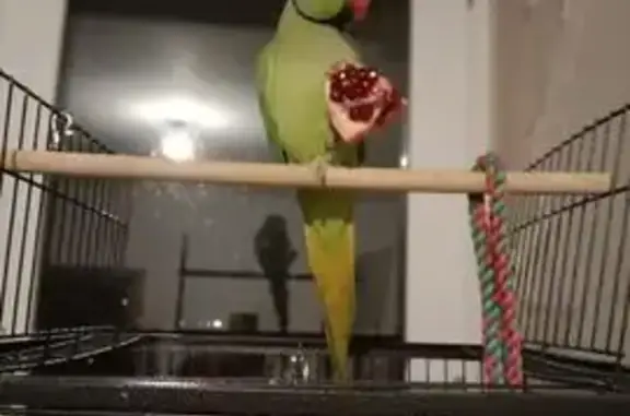 Пропал попугай, Взлётная ул. 3...