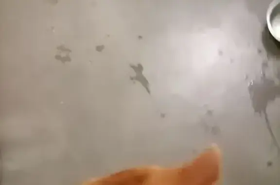 Найдена собака, Мариинский, фото: Собака найдена: Лазурная ул., 11, Мариинский